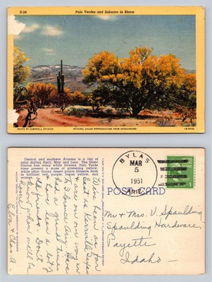 Palo Verdes and Sahuaro in Bloom Vintage Postcard Arizona 1951 Bylas Postmark