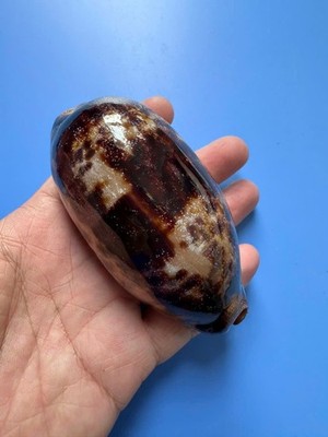 98.6mm | Cypraea Testudinaria  | F+++ GEMS | DARK | Beautiful shell