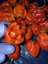 10+ Moruga Scorpion SUPERHOT Organic Pepper Seeds 2025 Harvest Free Shipping