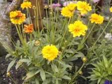 239 SEEDS - coreopsis LANCE-LEAF perennial GroCo USA - BUY 15-SHIPS FREE