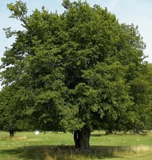 25 Hornbeam Seeds Carpinus Betulus Specimen Hedging Bonsai 2023 UK