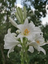 10 bulbi Giglio Di Sant'Antonio  profumato 50€ calibro circonfer. 12 /14 cm 