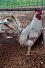 Pumkin Hulsey Chicken 6 Hatching Eggs — photo 2