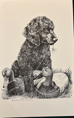 Irish Water Spaniel print by Van Loan 11 x 17 signed