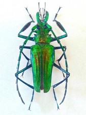Psalidognathus for collectors | rare Psalidognathus beetles
