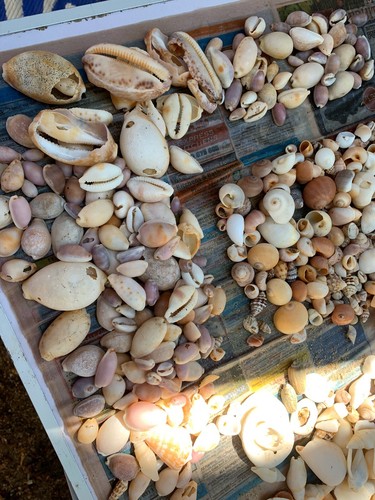 Approx 1 Kg Beach Mixed Sea Shells And Coral Mix Aquarium Decoration Crafts - Picture 4 of 12
