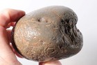Petrified Washington Teredo Fossil Wood 13.1 oz lapidary end cut rough — photo 6