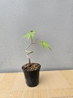 Beautiful Japanese Maple For Mame Or Shohin Bonsai — photo 2