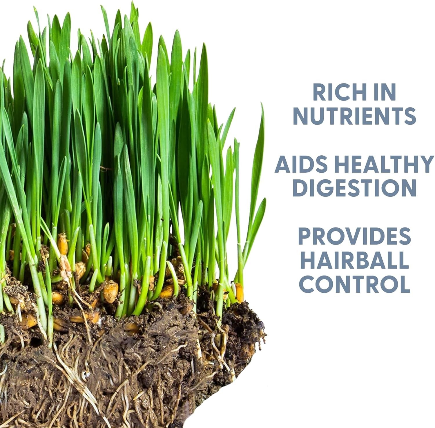 100% Organic Cat Grass Seeds - Cat Grass for Indoor Cats - (Non GMO) 16 oz