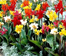 CANNA INDICA COLORES MIXTOS Canna Indica híbridos - 100 semillas a granel