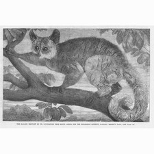 GALAGO Bush Baby at Regents Park Zoological Gardens - Antique Print 1864