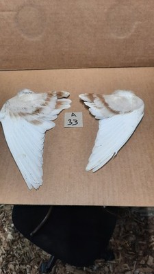 Pair Pigeon Wing Feathers Fly Tying Crafts Taxidermy Natural Causes A33