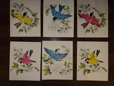Set of 6 Vintage  Mid-Century? Colored Bird  Print Lithographs Estate Find