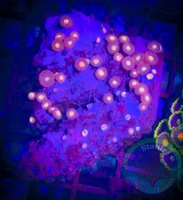 SAF~ 2 x 2.5 Inch Zoanthid Coral Colony, “WYSIWYG” Paly, Zoa, Zoanthid