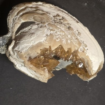 Large Rucks Pit Florida Calcite Crystal Clam Fossil Shell 4.8'' 15.5oz Golden