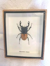 Stag Beetle Odontolabis Elegans Taxidermy Mounted 3D Box