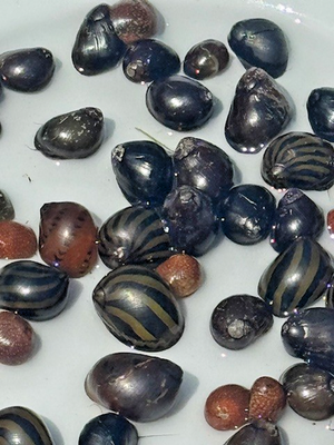 #ad 20 Nerite Snails Mixed Pack Live Freshwater Snail $33.95