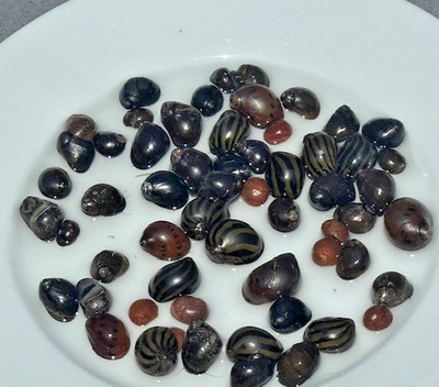 20 Mixed Nerite Snails   + 3 Tiger Lotus Bulbs  