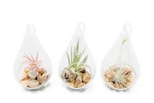 Set of 3 Airy Teardrop Terrariums with Tillandsia Air Plants - Easy Care