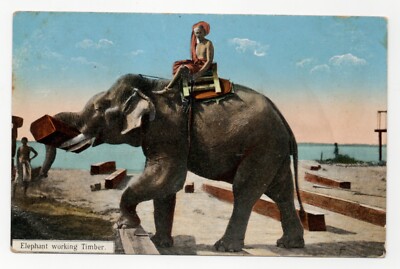 Indien, Elefant Arbeitsholz, D. A. Ahuja, Rangun, unbespielte alte Postkarte