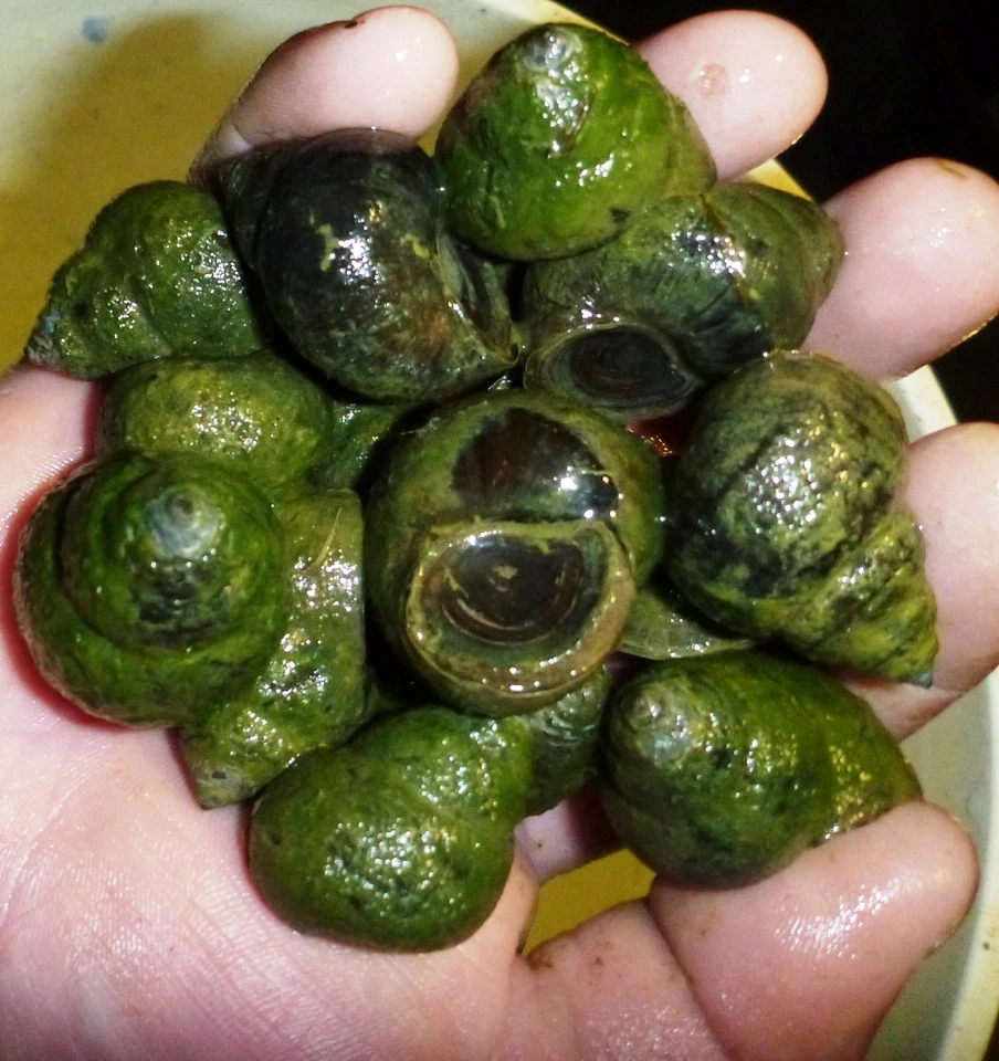 50-Lot Japanese Trapdoor snails algae eaters for koi pond garden pkf - Image 3 of 4