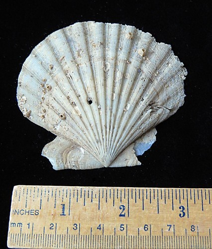 Fossilized Scallop-3 1/4"- Chesapecten nefrens-Miocene- Calvert Cliffs, Maryland
