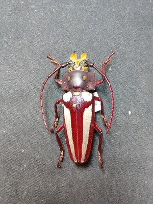 Callipogon lemoinei MALE XXL 68+ mm!!!!