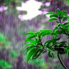 RAIN KISSED LEAVES Fragrance Oil to craft Candles Soaps Lotions Bath products