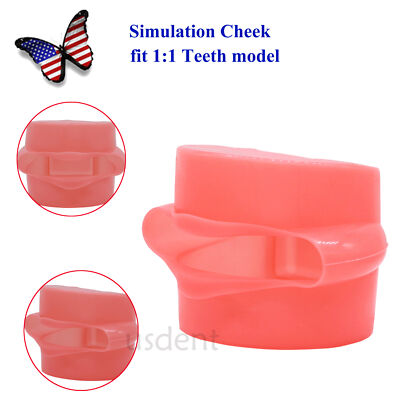 Dental Soft Rubber Simulation Cheek 200/500 Type Teeth Model for Kilgore NISSIN