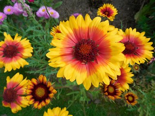 Pflanze/Blume/Sämereien Kokardenblume gelb/rot