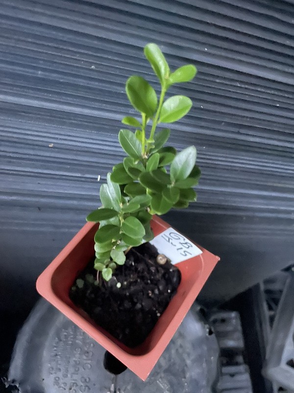 Graham Blandy Boxwood