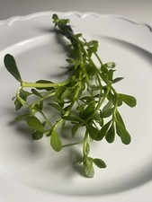 1 Bacopa Moneywort Stem Plant- Hardy, Beginner choice for planted tanks