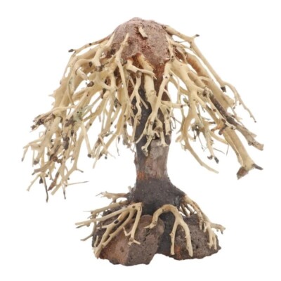 Dupla Weeping Willow 1 - 15x10x16cm für Fische, Garnelen Deko Aquarium