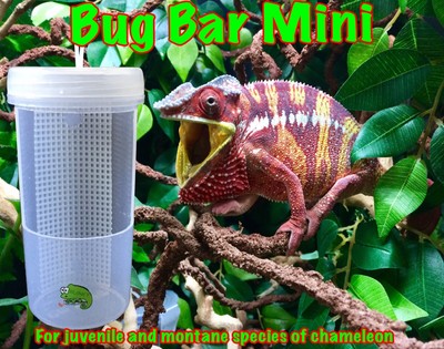 chameleon feeder cup
