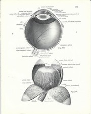 Stampa antica OCULISTICA ANATOMIA DELL' OCCHIO medicina 1938 Antique print