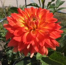 1 "Neon Splendor" Decorative Dahlia - Top Size Bulb #1 - US Seller
