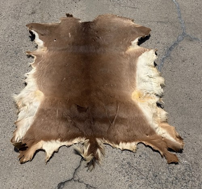 #ad Large Whitetail Deer Hide Pelt Deerskin Hair On Leather 52x43quot; $80.00