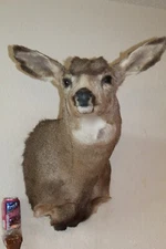 Mule Deer Head Shoulder Mount Taxidermy Mount Antler Hunt Whitetail Rack Hide