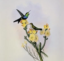 John Gould CAYENNE WOOD NYMPH Hummingbirds Vintage Art Print Bookplate 101