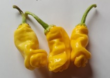 20 semi di Peperoncino Peter Pepper Giallo Yellow