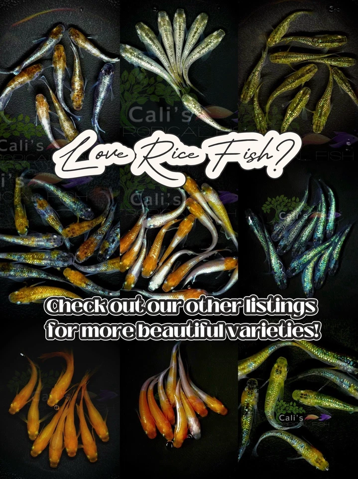 Hibiscus Long Fin 3+1 (FREE) - live medaka japanese rice fish - Image 4 of 4