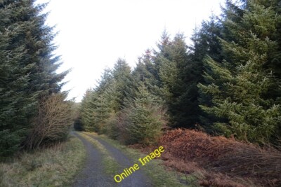 Foto 6x4 Straße, Leithope Wald Upper Hindhope Die Straße verlässt den Wald c2014