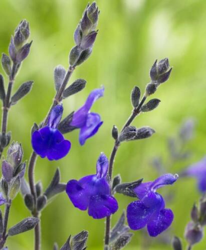 PERENNIAL SALVIA PLUG PLANTS PICK + MIX PAY ONLY ONE POSTAGE COST MIXED FLOWERS - Picture 5 of 88