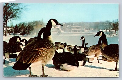 Postcard Minnesota Rochester Wintering Canadian Geese Izaak Walton League  E011