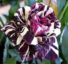20 SEEDS for Purple/White Dragon striped Rose flower Bush Rare exotic USA Seller