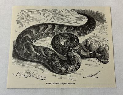 1885 book engraving ~ PUFF ADDER snake
