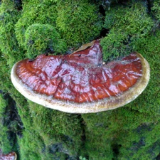 Red Reishi (Ganoderma resinaceum) Liquid Culture