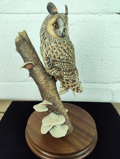Large Border Fine Arts: Long Eared Owl on Log Model RR20 30cm Tall