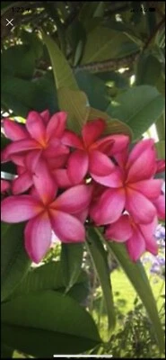 Blood Red Frangipani In Perth Region Wa Gumtree Australia Free Local Classifieds