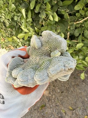 Rare Cactus Grafted   